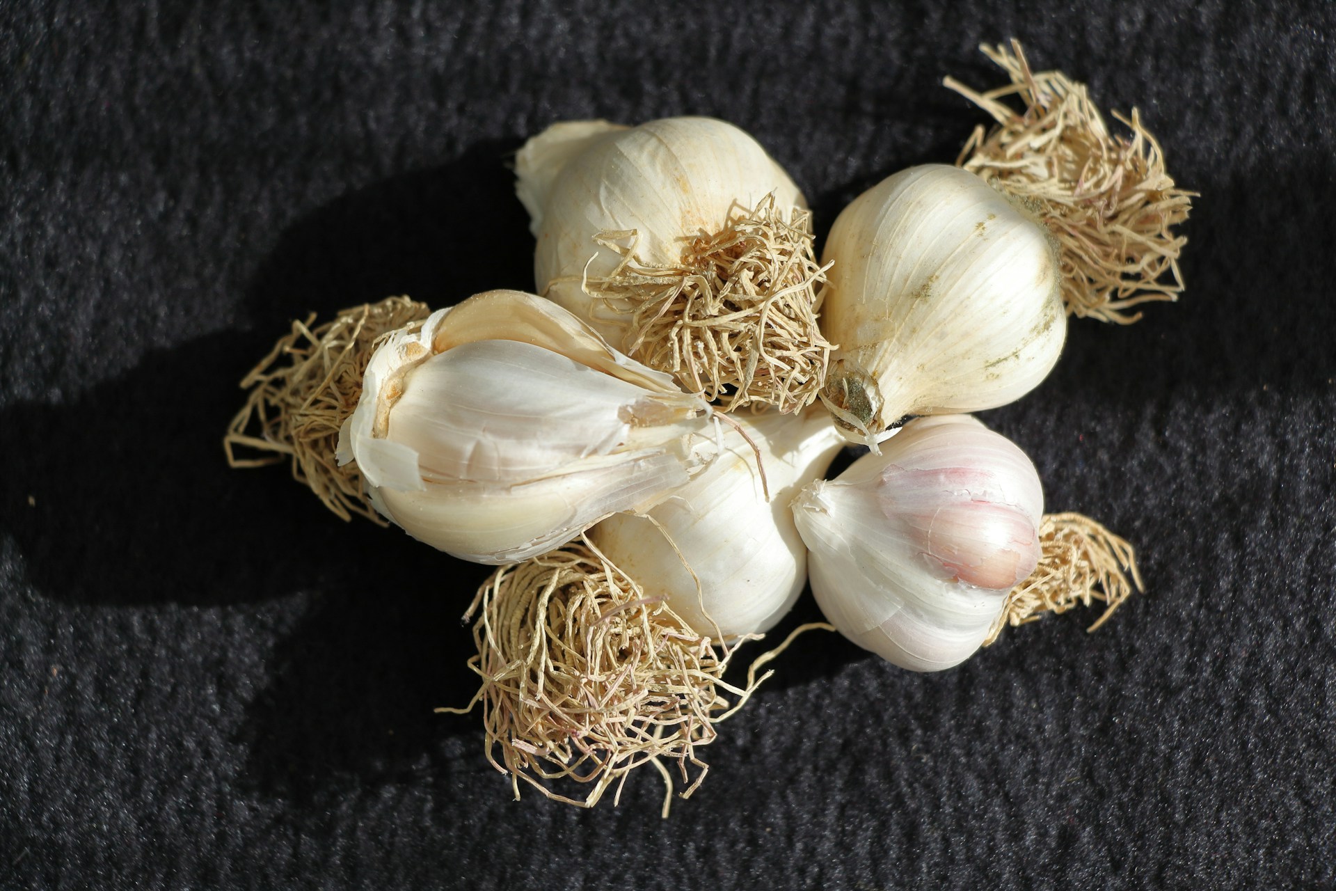 knoflook groenten