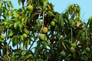 Mangoboom vruchtenboom