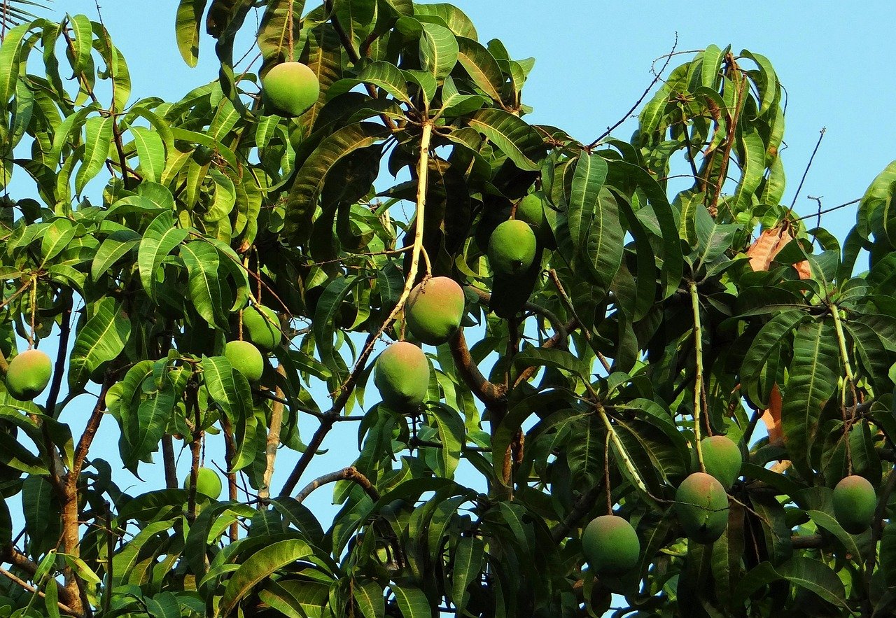 Mangoboom vruchtenboom