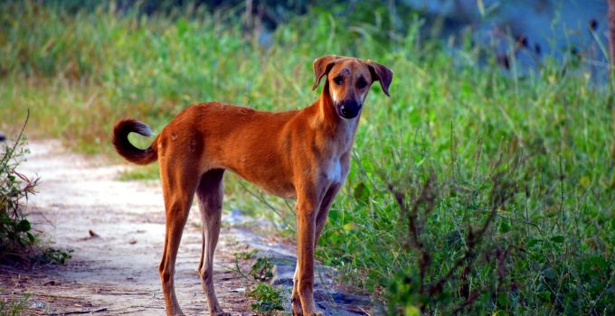 hond