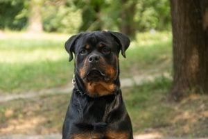 rottweiler hond