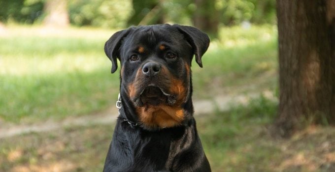 rottweiler hond
