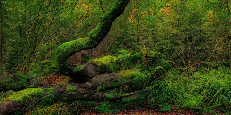 Bos oerwoud