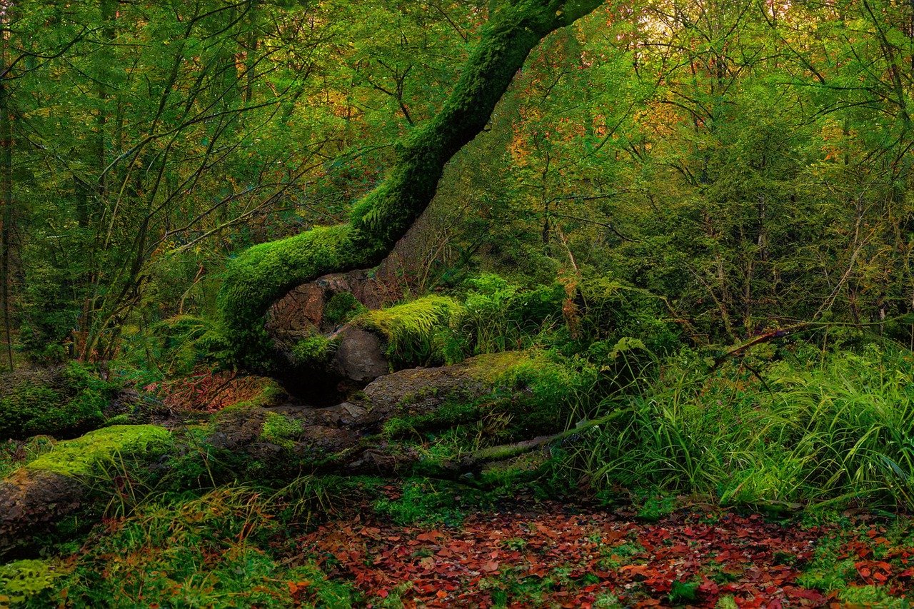 Bos oerwoud