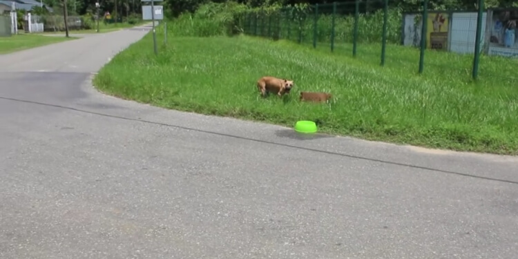 Gedumpte hond met puppies