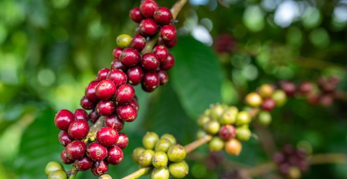 Koffie boom