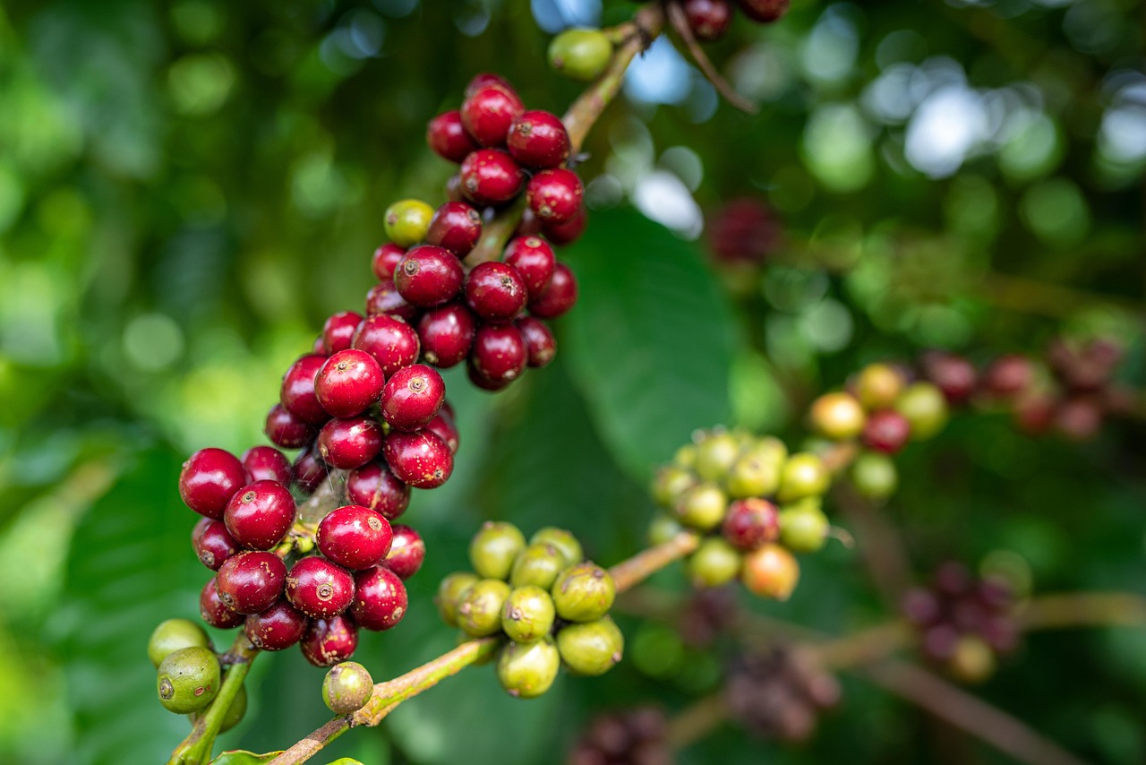Koffie boom