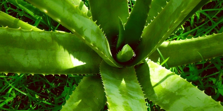aloë vera