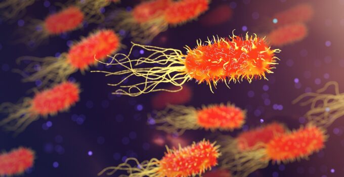 Bacterien