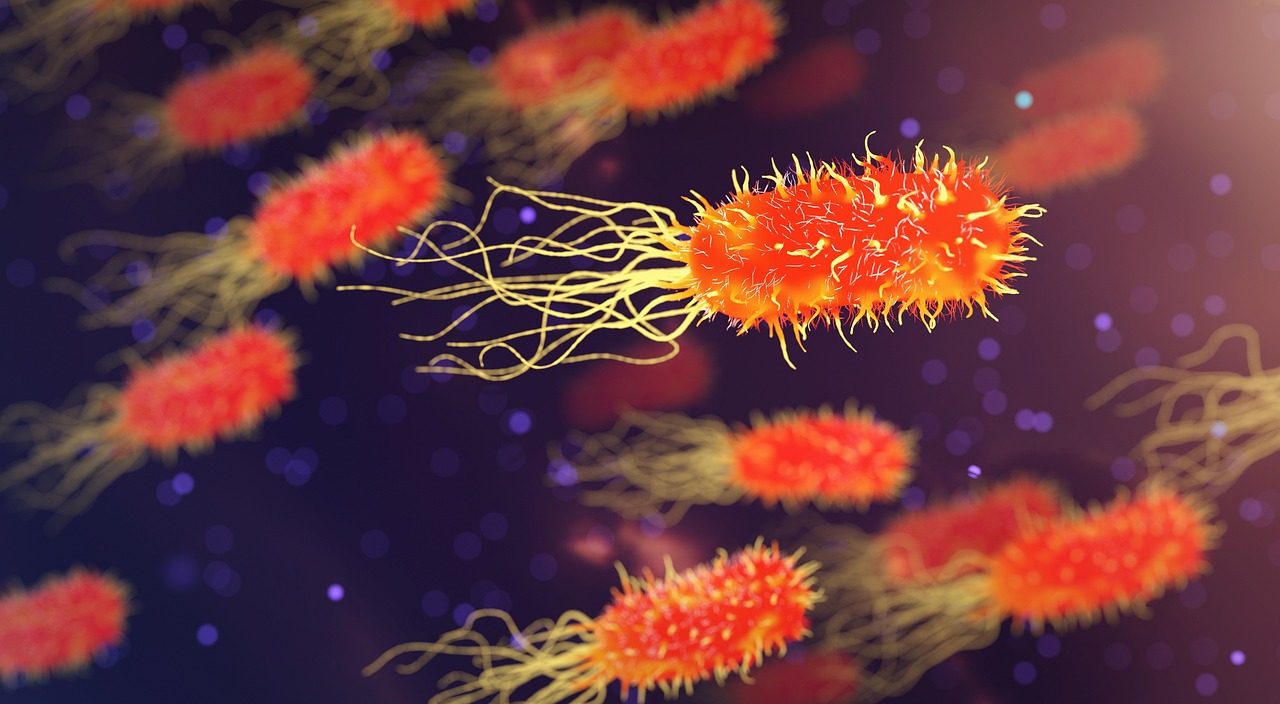 Bacterien