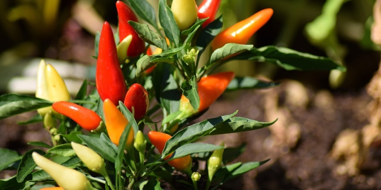 Peper