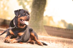 hond rottweiler