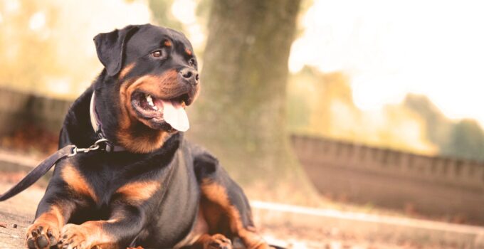 hond rottweiler