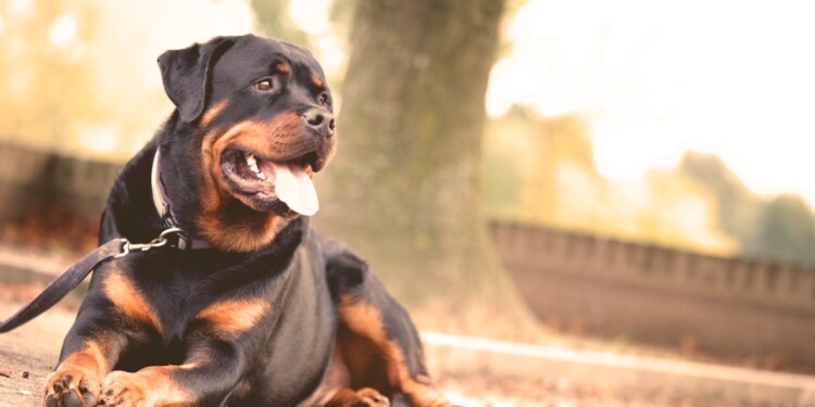 hond rottweiler