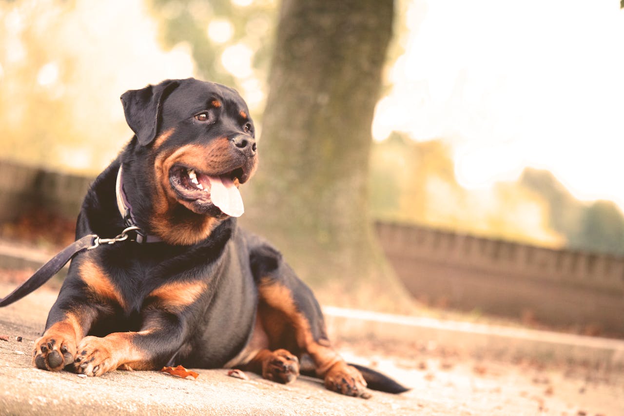 hond rottweiler