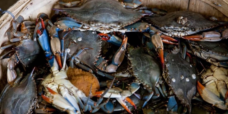 krab vis