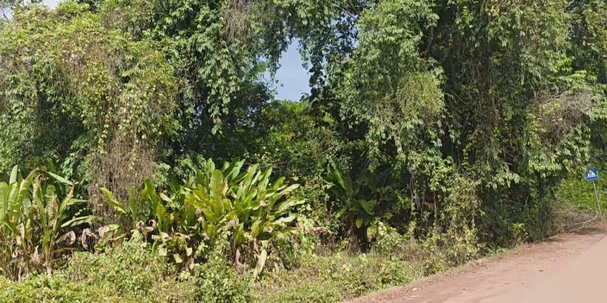 openbare begraafplaats albina