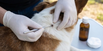 hond koeparie teek bloedzuiger