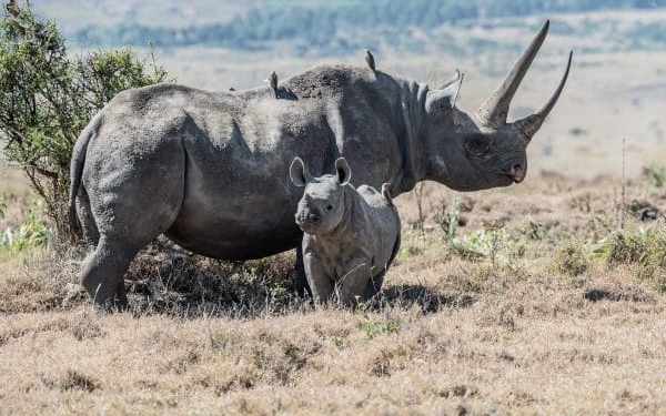 wilde populaties 600x404 dieren