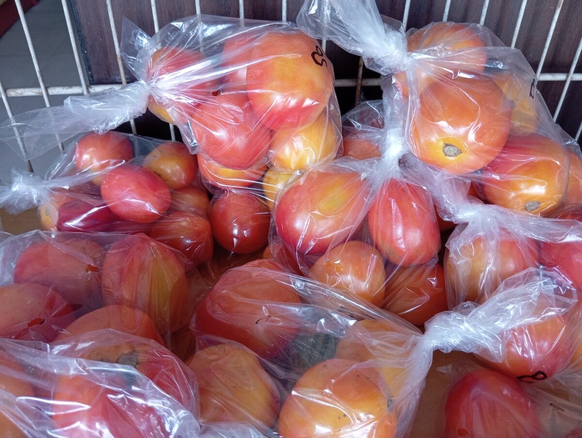 tomaten groenten fruit
