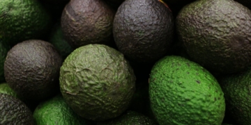 avocado