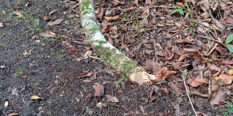 Man overleden na val uit ramboetangboom in Wanica, politie waarschuwt voor risico’s.