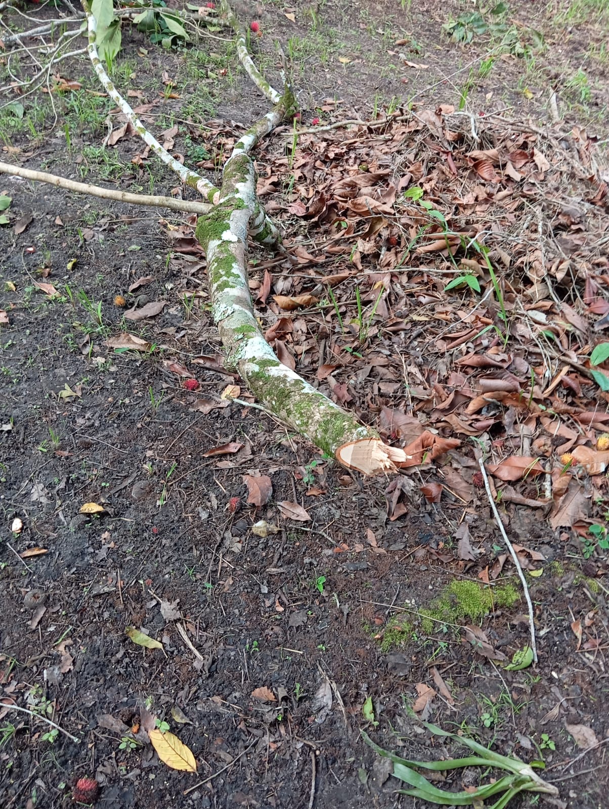Man overleden na val uit ramboetangboom in Wanica, politie waarschuwt voor risico’s.