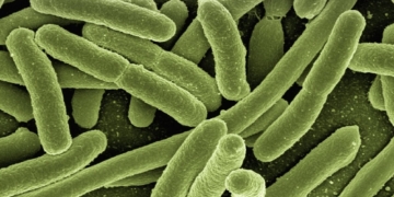 Bacterien