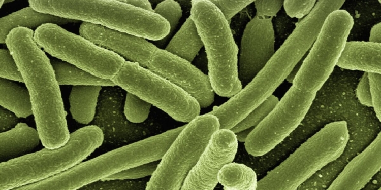Bacterien