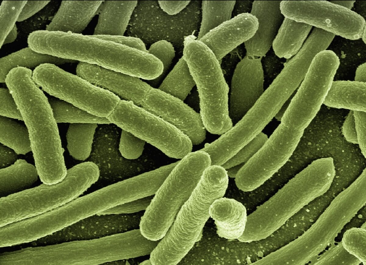 Bacterien