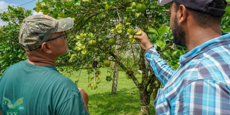 Deelnemers ontvangen certificaten na afronding van citrus training van LVV in district Para.