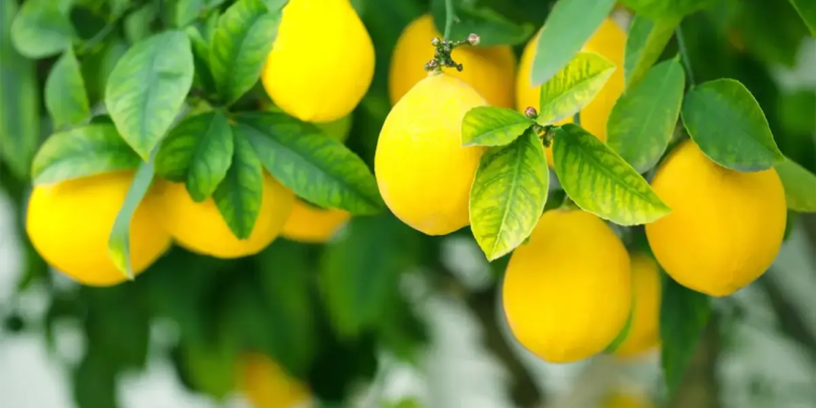 citrus fruit