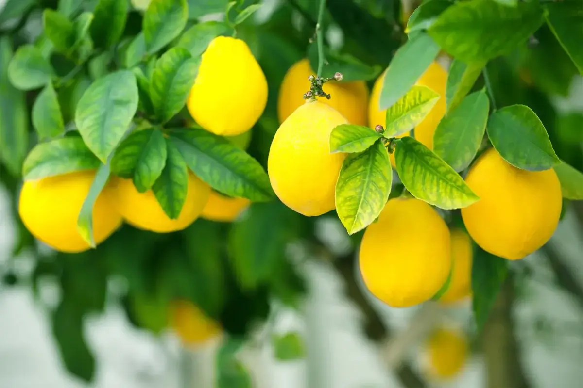 citrus fruit