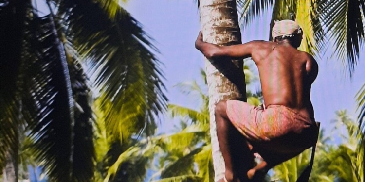 coronie cocos kokos