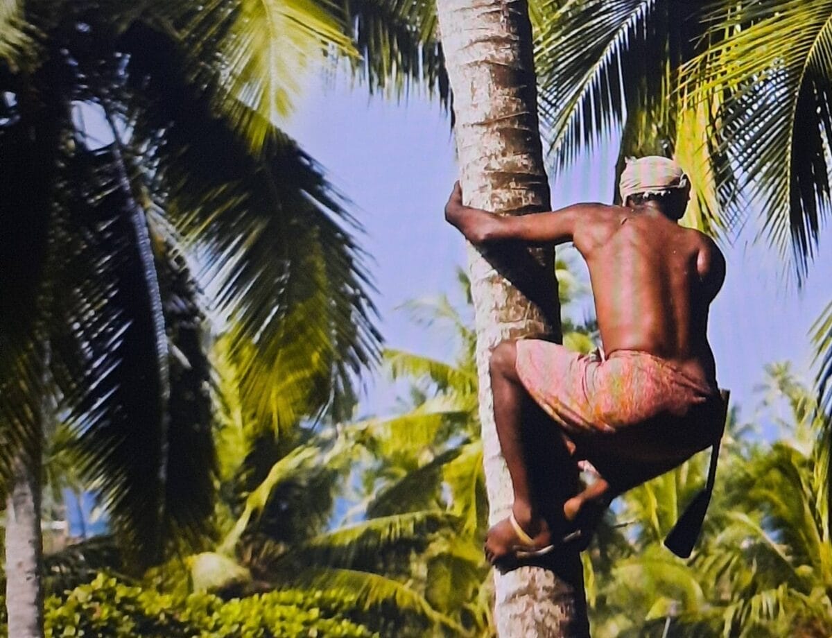 coronie cocos kokos