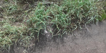 Waterputten verdwijnen onder onkruid