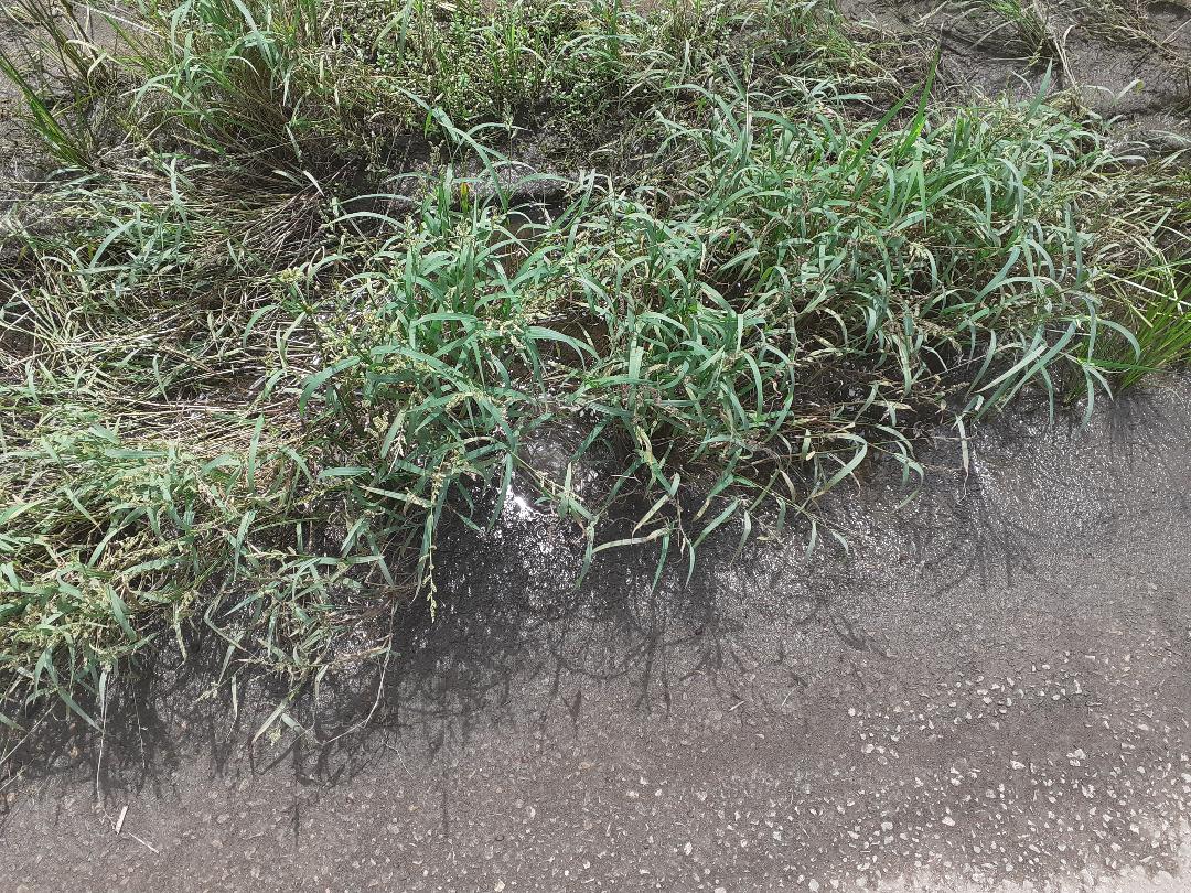 Waterputten verdwijnen onder onkruid