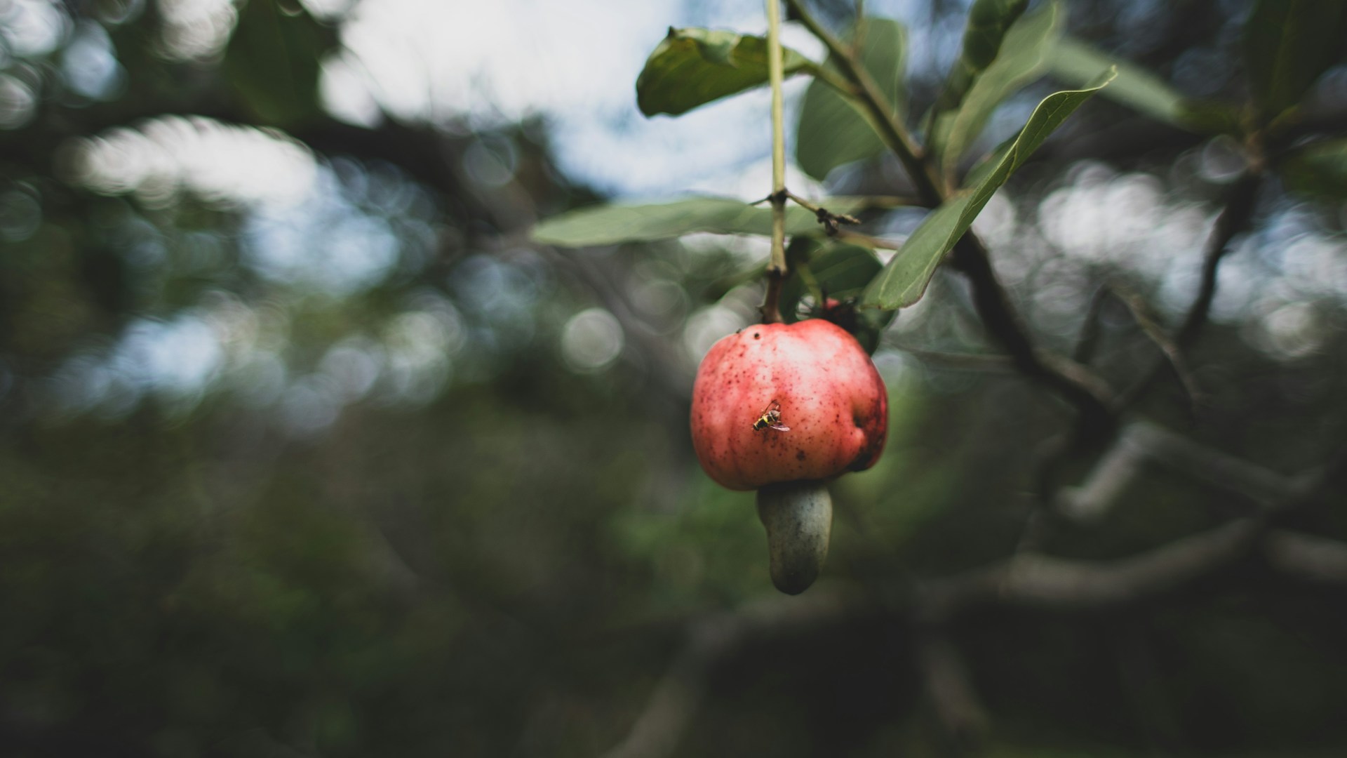 Een cashew pit in je zak houdt geen slang op afstand.