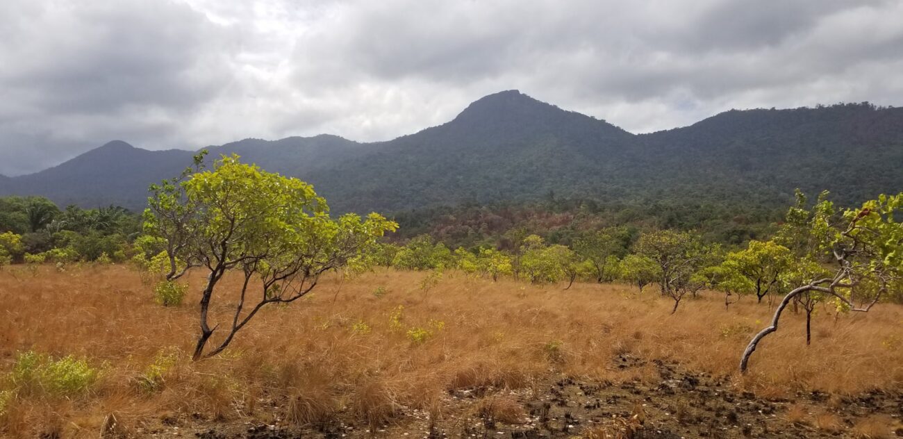 Naast dichte jungle beschikt het land over de uitgestrekte Rupununi Savanne.