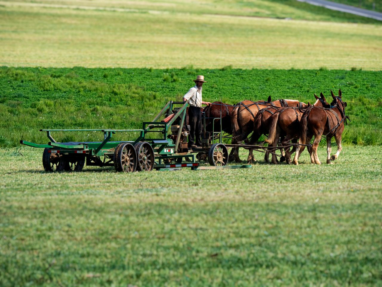 Mennonieten