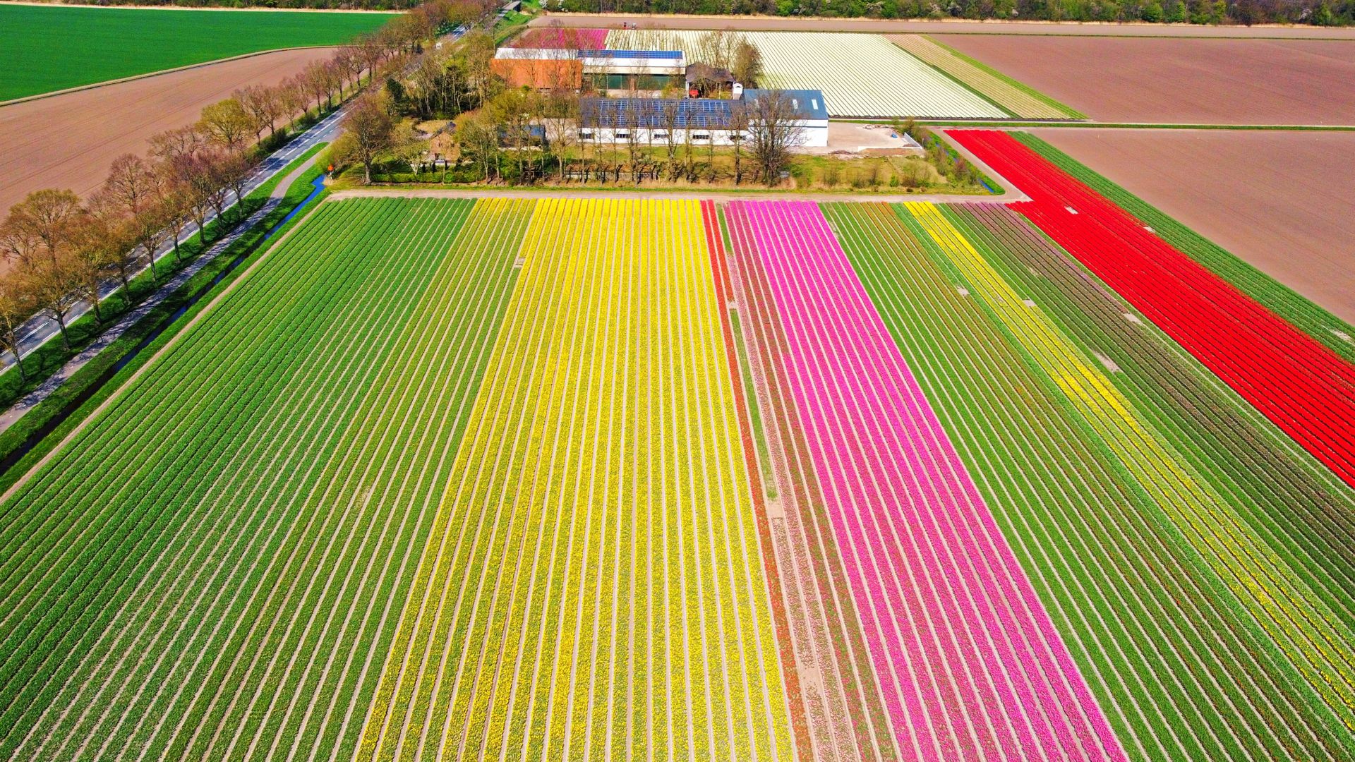 Suriname is geen landbouwparadijs, maar heeft wel vruchtbare grond. Foto: Landbouw/tulpen in Nederland