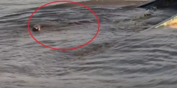 Vermissing drie vrienden krijgt nieuwe wending na virale video uit Corantijnrivier