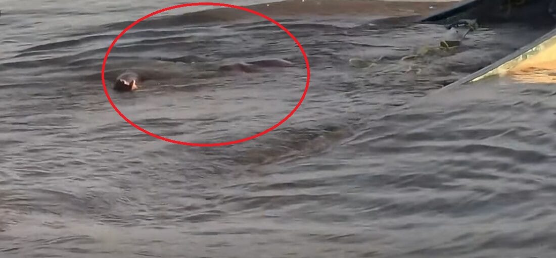 Vermissing drie vrienden krijgt nieuwe wending na virale video uit Corantijnrivier