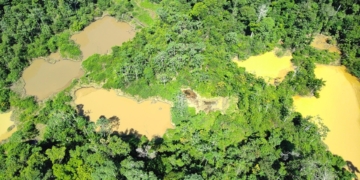 Suriname verloor in 2022–2023 naar schatting 11.177 hectare bos.