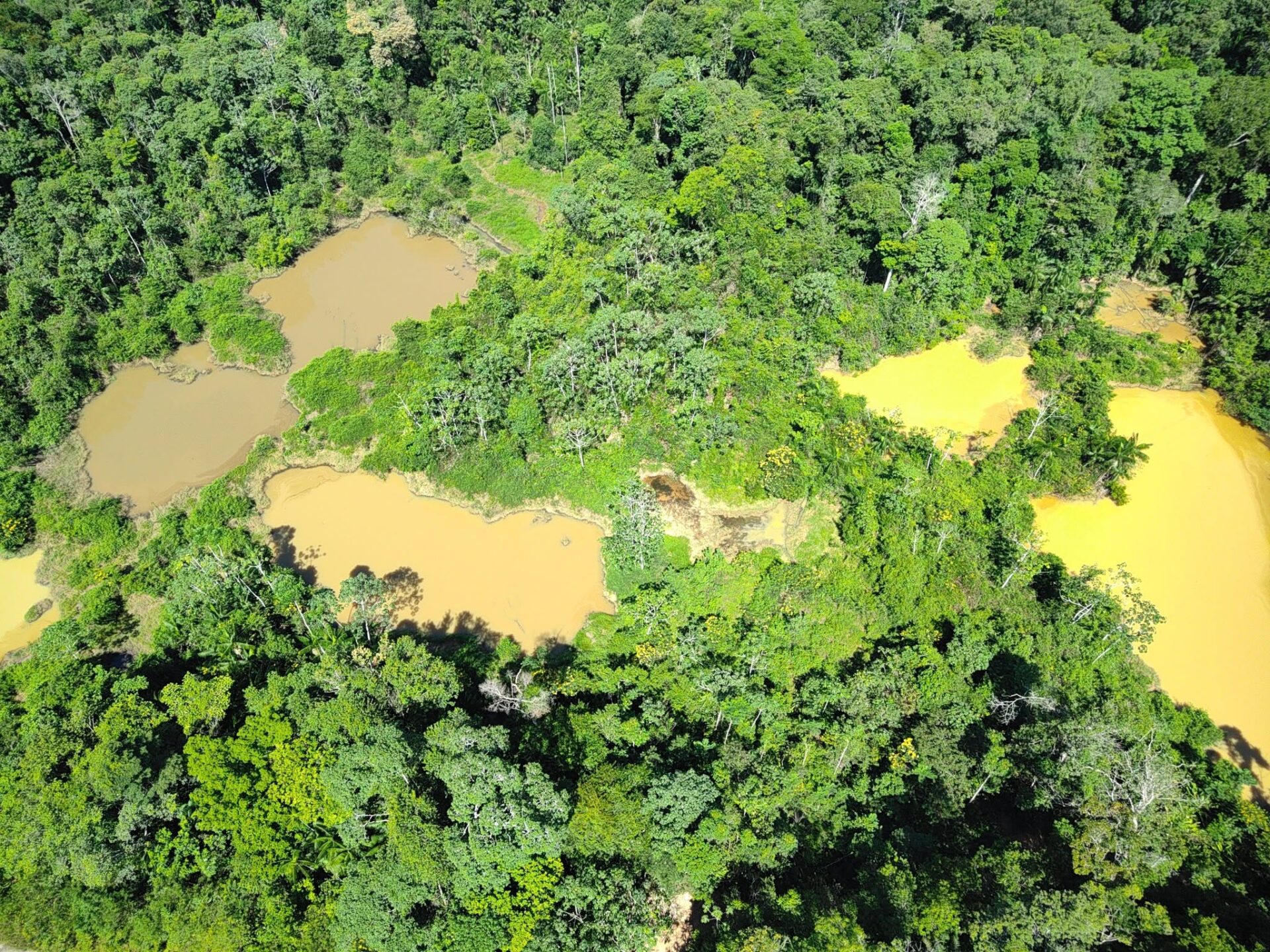 Suriname verloor in 2022–2023 naar schatting 11.177 hectare bos.